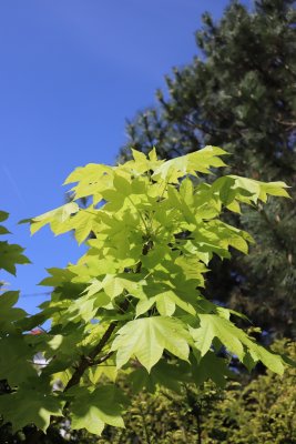 Kalopanax pictus - dlanitec pestrý - olistění